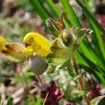 Rhinanthus wettsteinii flower picture by Emanuele Santarelli (cc-by-sa)