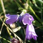 Campanula precatoria flower picture by Sylvain Piry (cc-by-sa)