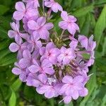 Phlox maculata flower picture by ben vc (cc-by-sa)