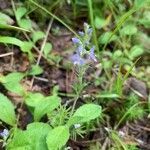 Veronica officinalis flower picture by Magnus Puutiainen (cc-by-sa)