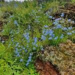 Delphinium leroyi habit picture by susan brown (cc-by-sa)