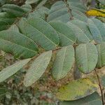 Detarium senegalense leaf picture by Maarten Vanhove (cc-by-sa)