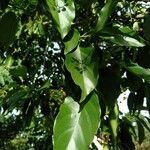 Ehretia philippinensis leaf picture by Noel Dionson (cc-by-sa)