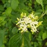 Cornus sanguinea flower picture by errico lupi (cc-by-sa)