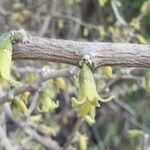 Withania frutescens flower picture by Luis Almeda (cc-by-sa)