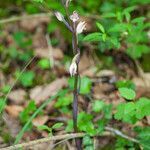 Limodorum abortivum habit picture by Martin Bishop (cc-by-sa)