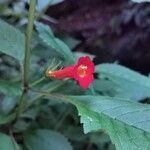 Achimenes heterophylla flower picture by Mauricio León Carreño (cc-by-sa)