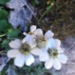 Achillea atrata flower picture by Sigrun Steinbach (cc-by-sa)