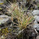 Festuca livida habit picture by Fabien Anthelme (cc-by-sa)