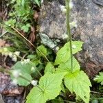 Mitella diphylla leaf picture by David David (cc-by-sa)