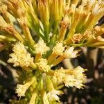 Kleinia neriifolia flower picture by Jaime Diaz Pacheco (cc-by-sa)