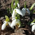 Galanthus elwesii flower picture by Raltsa S. (cc-by-sa)