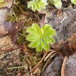 Alchemilla filicaulis leaf picture by awi (cc-by-sa)