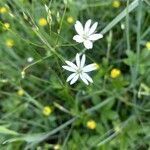 Stellaria longifolia flower picture by William Wattles (cc-by-sa)