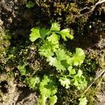 Anogramma leptophylla habit picture by Pereira Jorge (cc-by-sa)