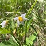 Solanum carolinense flower picture by Kristin Lukow (cc-by-sa)