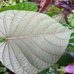 Ipomoea philomega leaf picture by SINAC Pérez Greivin (cc-by-sa)