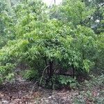 Cornus florida habit picture by Aaron Harp (cc-by-sa)