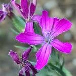 Dianthus anticarius flower picture by Acosta García Isabel (cc-by-sa)