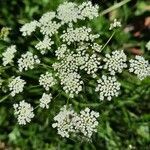 Pimpinella peregrina flower picture by Ernst Fürst (cc-by-sa)