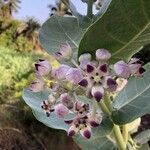 Calotropis procera flower picture by Isabelle Legrand (cc-by-sa)