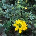 Coronilla valentina fruit picture by pascal fichant (cc-by-sa)