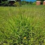 Paspalum conjugatum habit picture by Steve FAAEVA (cc-by-sa)