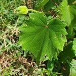 Abutilon grandiflorum leaf picture by susan brown (cc-by-sa)