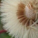 Erigeron alpinus fruit picture by Yoan MARTIN (cc-by-sa)