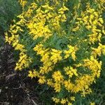 Genista germanica flower picture by seerp de Blauw (cc-by-sa)