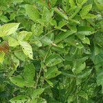 Centrosema brasilianum habit picture by R. Tournebize (cc-by-sa)