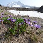 Oreostemma alpigenum habit picture by Fabien Anthelme (cc-by-sa)