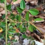 Rosa sempervirens leaf picture by Comotti Ermanno (cc-by-sa)