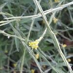 Sisymbrium officinale flower picture by Lombardi Daniela (cc-by-sa)