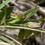 Polygala alpestris leaf picture by Fabien Anthelme (cc-by-sa)