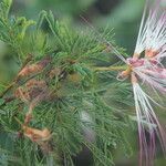 Calliandra rubescens flower picture by Nelson Zamora Villalobos (cc-by-nc)