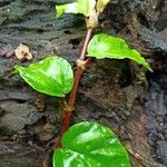 Begonia glabra leaf picture by Luz Rodríguez De Rovira (cc-by-sa)