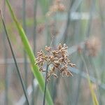 Schoenoplectus scirpoides flower picture by Maarten Vanhove (cc-by-sa)