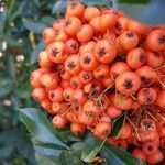 Pyracantha coccinea fruit picture by Johanna Jurke (cc-by-sa)