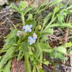 Myosotis martini flower picture by hubery bouchiquet (cc-by-sa)