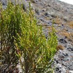 Erica mannii leaf picture by Fabien Anthelme (cc-by-sa)