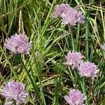 Allium schoenoprasum habit picture by Sabina Hartmann (cc-by-sa)