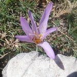 Colchicum lusitanum flower picture by Emanuele Santarelli (cc-by-sa)