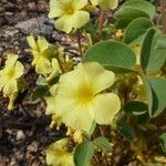 Oxalis hirsutissima flower picture by Lauton Everton (cc-by-sa)