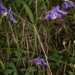 Aquilegia einseleana habit picture by Martin Bishop (cc-by-sa)