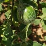 Solanum melongena fruit picture by Barrie Walker (cc-by-sa)