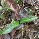 Erythronium oregonum leaf picture by Andriy Bartash (cc-by-sa)