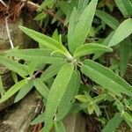 Salvia leucantha leaf picture by Himanshu Thapliyal (cc-by-sa)