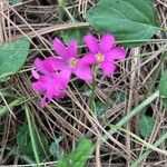 Oxalis lasiandra flower picture by erick cuevas (cc-by-sa)