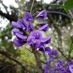 Hardenbergia comptoniana flower picture by Daniel Ridley (cc-by-sa)